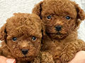 Super Red Tiny Poodle