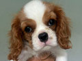 Dijual 2 ekor Anakan Cavalier King Charles Spaniel