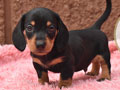 Dijual Anakan Mini Dachshund