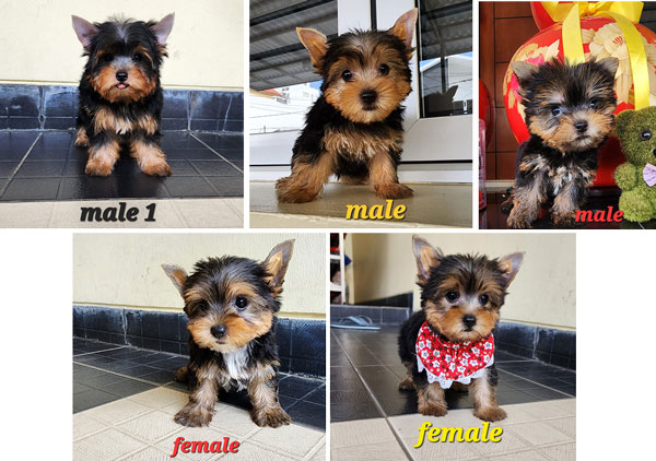 Dijual Anakan Yorkshire Terrier