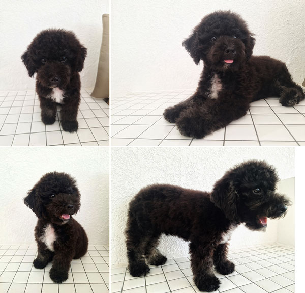 Grey Mismark Tiny Toy Poodle High Quality