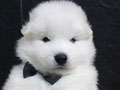 Jual Puppy Samoyed High Quality