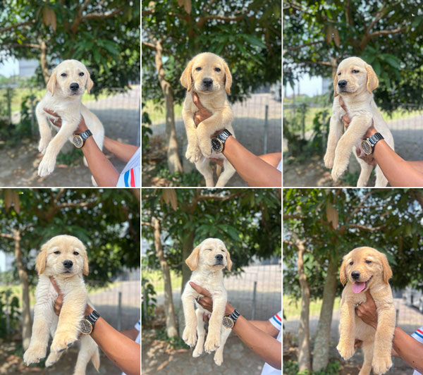 Jual 5 Ekor Anakan Labrador Jantan Berkualitas