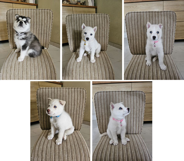 Dijual 4 Anakan Anjing Husky