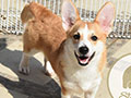 Jual 2 Ekor Pembroke Welsh Corgi