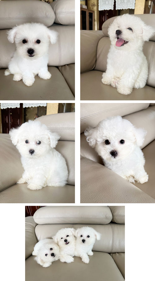 Dijual Anak Anjing Bichon Frise