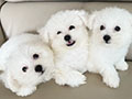 Dijual Anak Anjing Bichon Frise