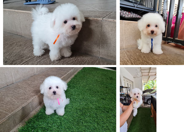 Mini Bichon Frise