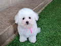 Mini Bichon Frise