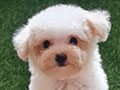 Poodle
