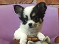 Tea Cup Chihuahua