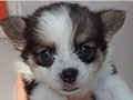Jual Corgi Puppies