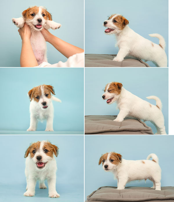  For Sale Male Jack Russel Good Quality Harga Terjangkau