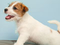  For Sale Male Jack Russel Good Quality Harga Terjangkau
