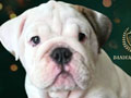 Premium Quality English Bulldog Puppy