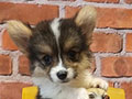 Jual Corgi Puppy