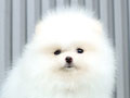 Anakan Pomeranian High Quality