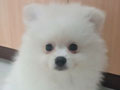 Jual 2 Ekor Anakan Mini Pomeranian
