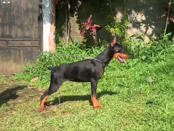 Special Dobermann Puppy Female