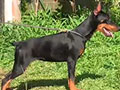 Special Dobermann Puppy Female