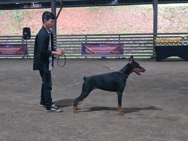 Dobermann Import From Ukraine