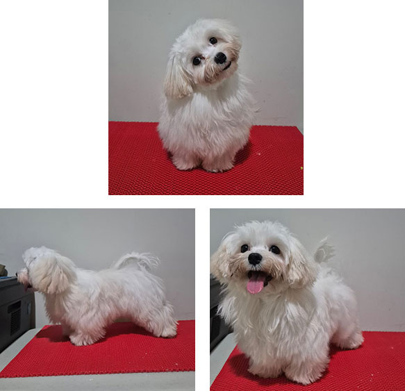 Dijual 1 Ekor Anakan Maltese