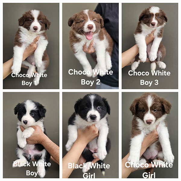 Dijual Anakan Anjing Border Collie