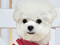 Mini Korean Pretty Dolly Face Bichon Frise - Leonel