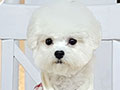 Tiny Korean Pretty Dolly Face Bichon Frise - Jen