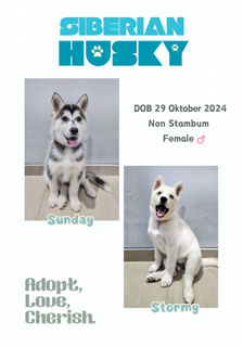 Jual 2 Ekor Anak Anjing Siberian Husky