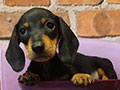 Dijual Anak Dachshund Tekel Supermini