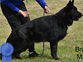 German Shepherd Male & Female Impor