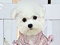 Tiny Korean Pretty Dolly Face Bichon Frise - Malika