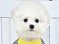 Tiny Korean Pretty Dolly Face Bichon Frise - Noble