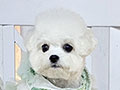 Superb Tiny Korean Pretty Dolly Face Bichon Frise - Oline