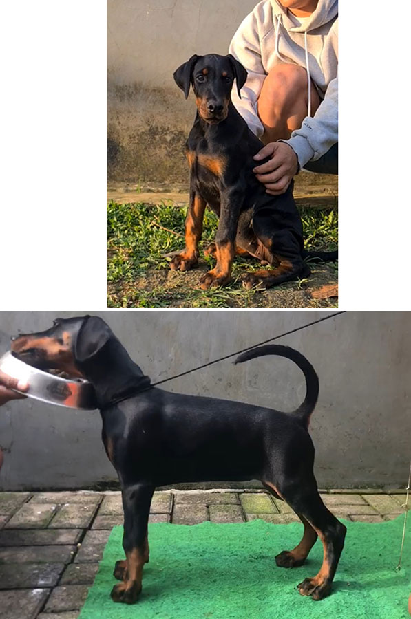 Dobermann Puppies Special Bloodline