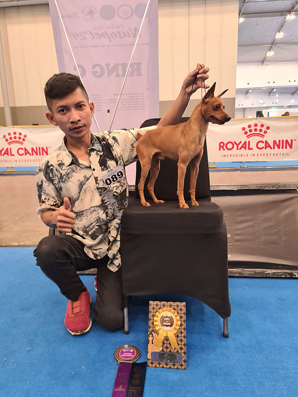 Miniature Pinscher US Bloodline