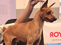 Miniature Pinscher US Bloodline