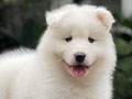 For Sale Puppy Female Samoyed