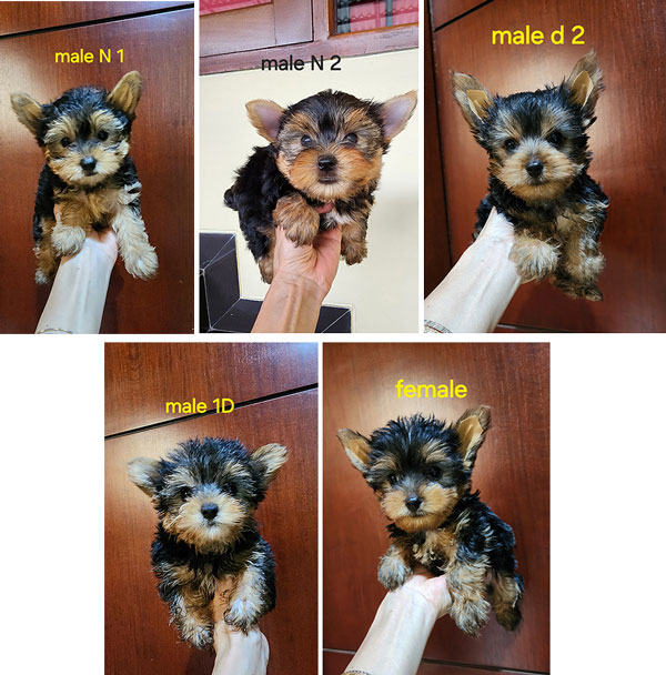 Dijual Anakan Yorkshire Terrier