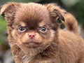 For Sale Puppy Male Mini Chihuahua
