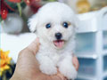 Mini Bichon Frise Puppies