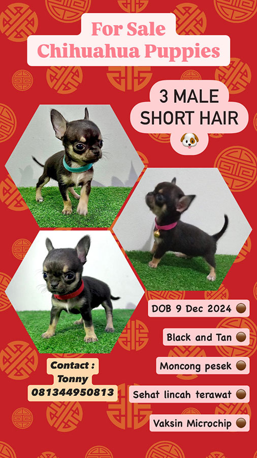 Puppy Chihuahua Apple Head