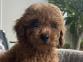 For Sale 3 Puppy Red Toy Poodle