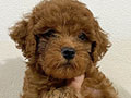 Dijual 5 Anakan Poodle