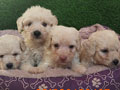 Flash Sale Puppy Tiny Toy Poodle Bloodline Import