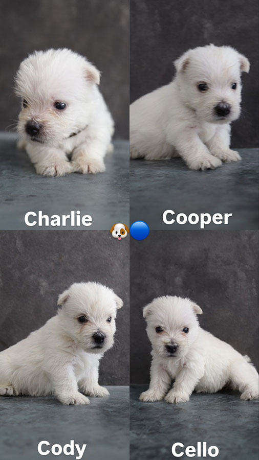 Westie Terrier Jantan Betina