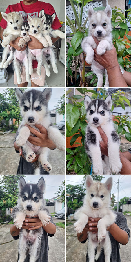 Dijual 4 Ekor Anakan Husky