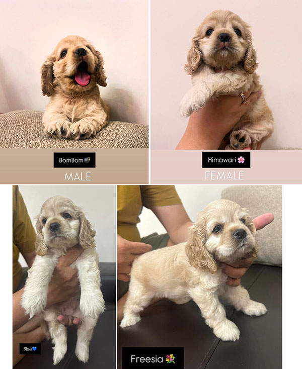 Puppies American Cocker Spaniel Korean Bloodline