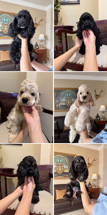 Dijual American Cocker Spaniel Good Quality